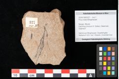 Foto (Objekt + Etikett) von Pinus ciliata Ettingshausen (NHMW-GEO-2024-0188-0327)